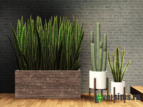 Cactus and Snake Plants от Gelina