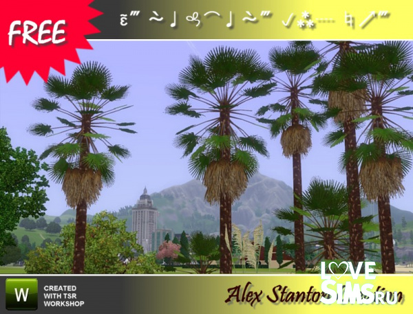 Пальма Trachycarpus fortunei