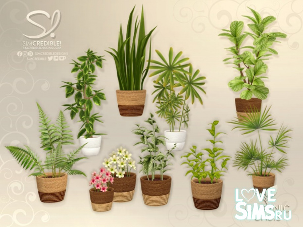 Растения в горшке Organic Oasis